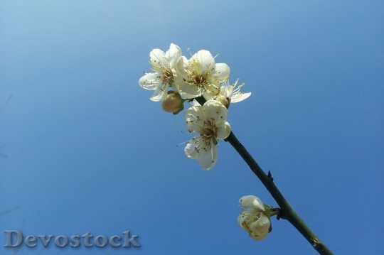 Devostock Plum blossoms unique  (462)
