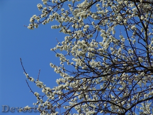 Devostock Plum blossoms unique  (468)
