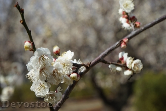 Devostock Plum blossoms unique  (469)