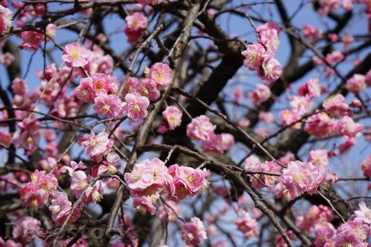 Devostock Plum blossoms unique  (470)