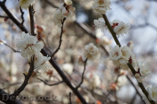Devostock Plum blossoms unique  (471)