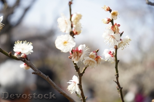 Devostock Plum blossoms unique  (472)