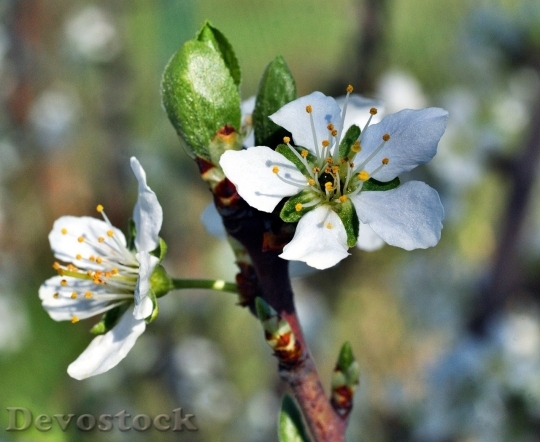 Devostock Plum blossoms unique  (474)