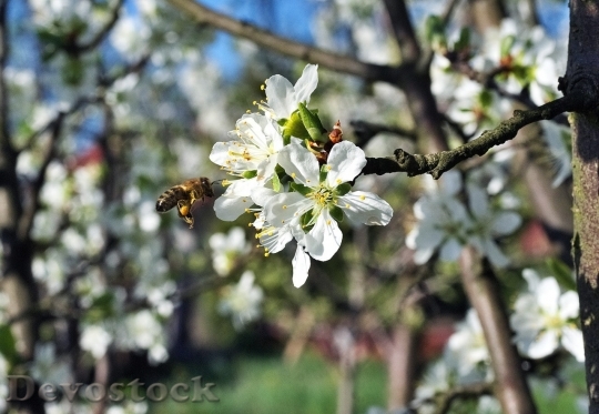 Devostock Plum blossoms unique  (475)
