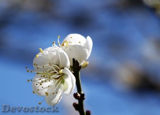 Devostock Plum blossoms unique  (481)