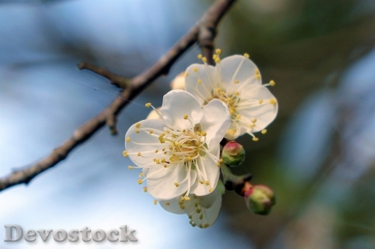 Devostock Plum blossoms unique  (482)