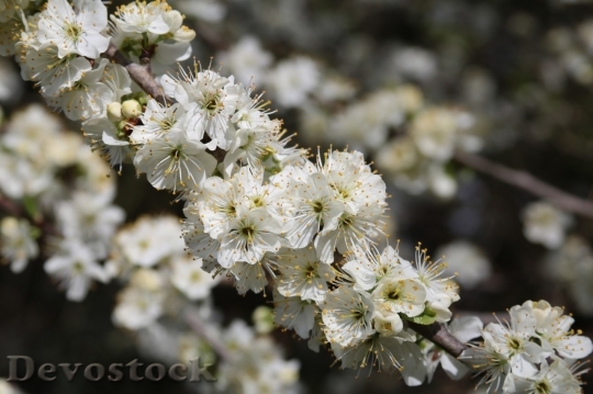 Devostock Plum blossoms unique  (483)
