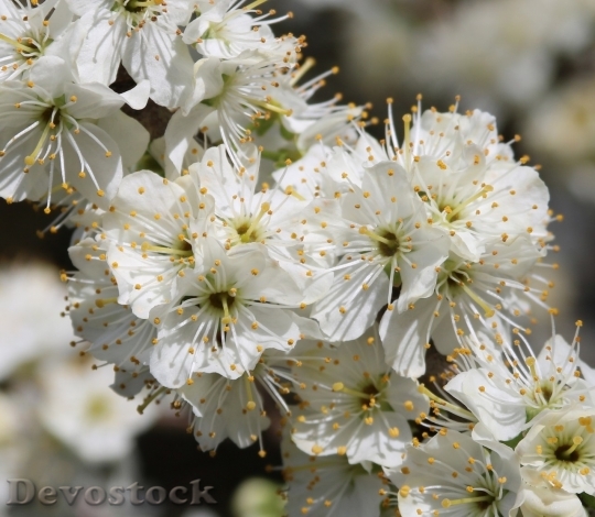 Devostock Plum blossoms unique  (484)
