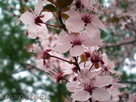Devostock Plum blossoms unique  (52)