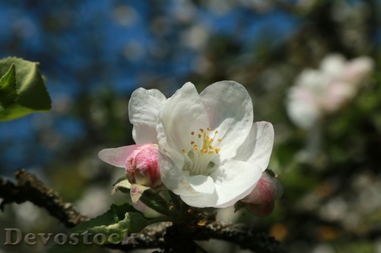Devostock Plum blossoms unique  (53)
