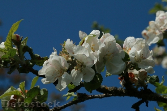 Devostock Plum blossoms unique  (54)