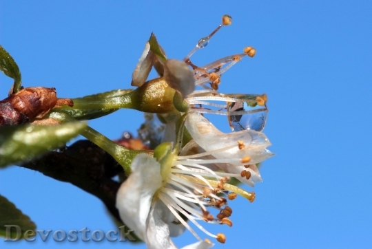 Devostock Plum blossoms unique  (55)