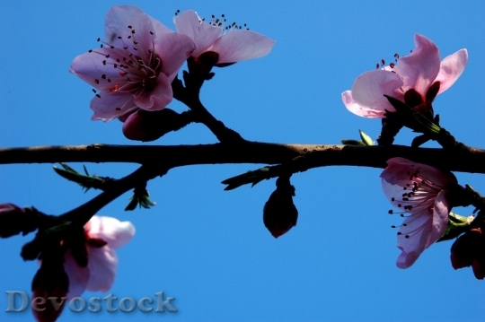 Devostock Plum blossoms unique  (57)