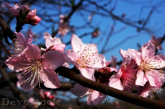 Devostock Plum blossoms unique  (58)