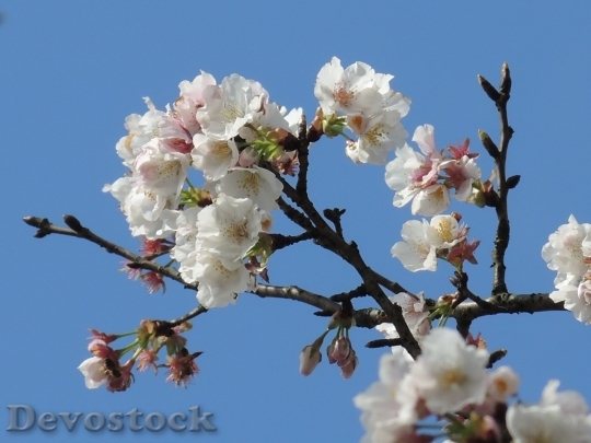 Devostock Plum blossoms unique  (65)