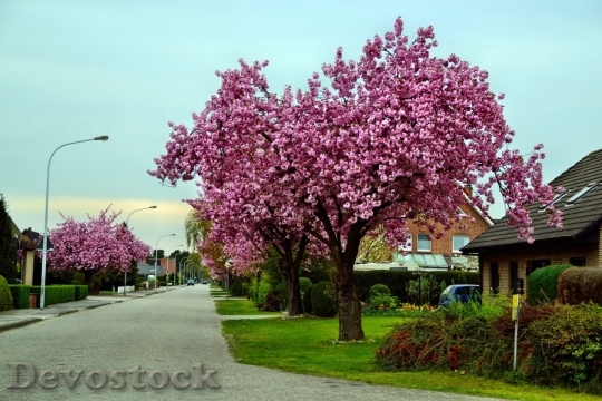 Devostock Plum blossoms unique  (66)