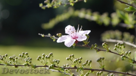 Devostock Plum blossoms unique  (69)