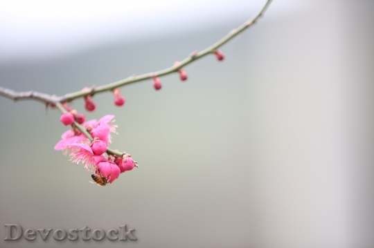 Devostock Plum blossoms unique  (7)