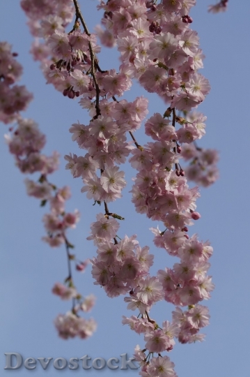 Devostock Plum blossoms unique  (76)