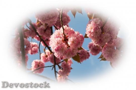 Devostock Plum blossoms unique  (77)