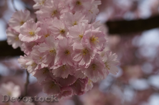 Devostock Plum blossoms unique  (78)