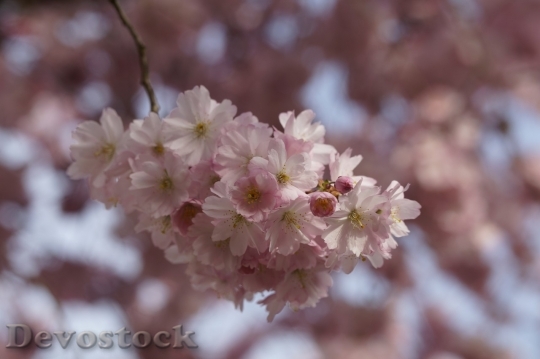 Devostock Plum blossoms unique  (79)