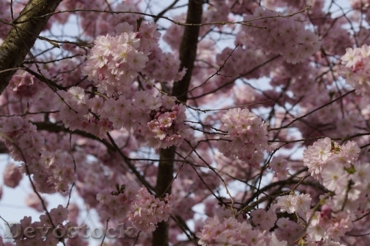 Devostock Plum blossoms unique  (80)
