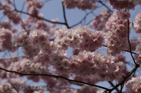 Devostock Plum blossoms unique  (81)