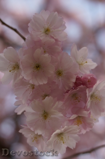 Devostock Plum blossoms unique  (82)