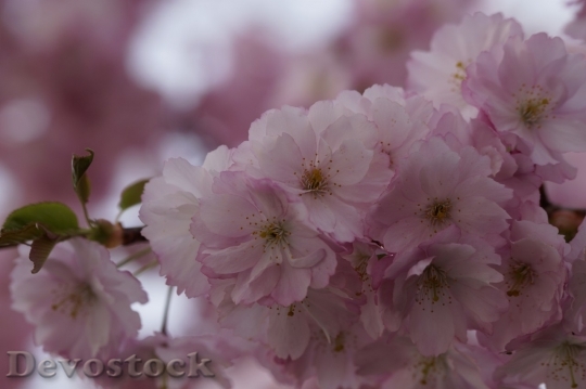 Devostock Plum blossoms unique  (83)