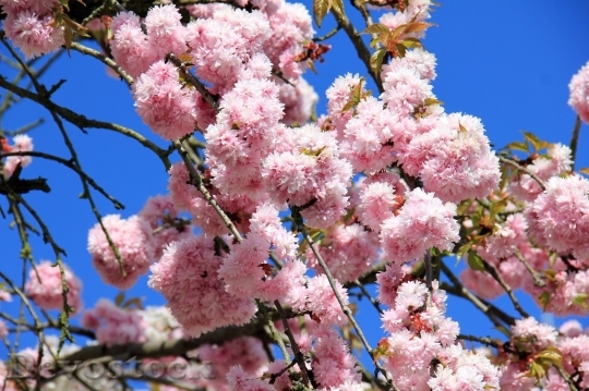 Devostock Plum blossoms unique  (85)