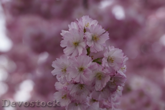 Devostock Plum blossoms unique  (86)