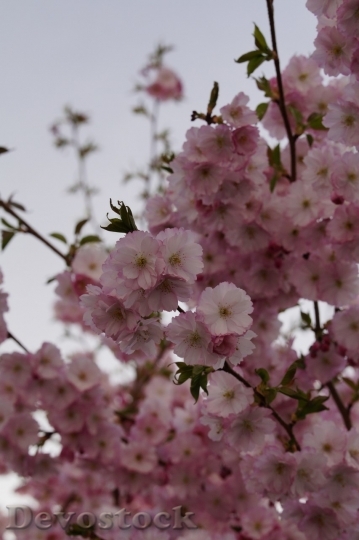 Devostock Plum blossoms unique  (87)