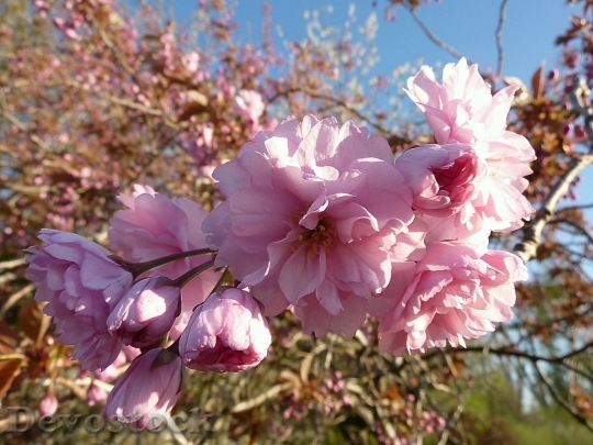 Devostock Plum blossoms unique  (88)