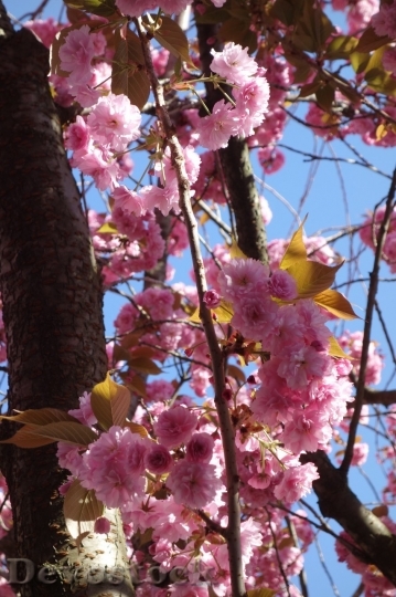 Devostock Plum blossoms unique  (9)