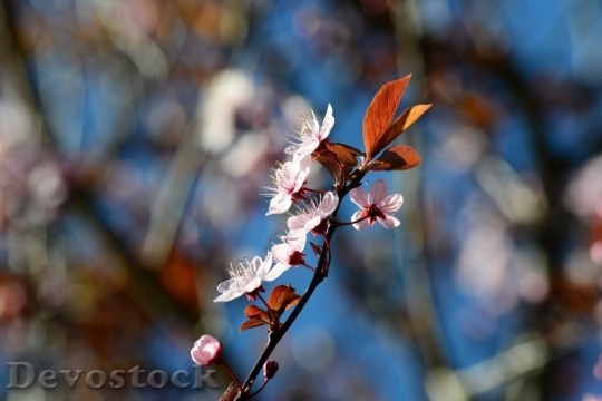 Devostock Plum blossoms unique  (90)