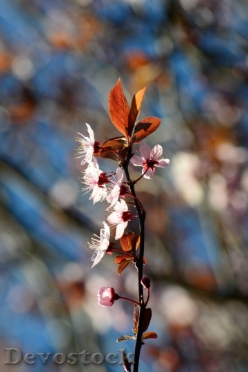 Devostock Plum blossoms unique  (91)