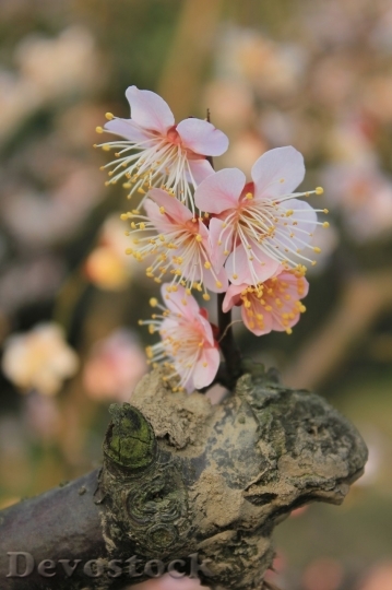 Devostock Plum blossoms unique  (93)