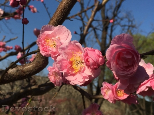 Devostock Plum blossoms unique  (97)