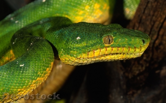 Devostock Rare beautiful green snake  (1)