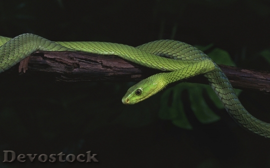 Devostock Rare beautiful green snake  (13)