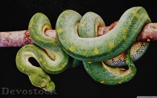 Devostock Rare beautiful green snake  (16)