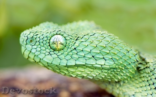 Devostock Rare beautiful green snake  (18)