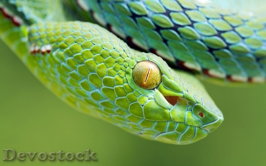 Devostock Rare beautiful green snake  (19)