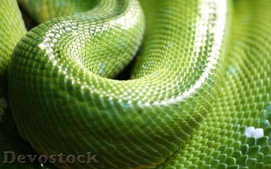 Devostock Rare beautiful green snake  (23)