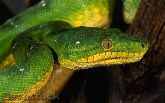Devostock Rare beautiful green snake  (25)