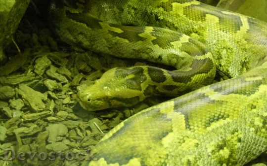 Devostock Rare beautiful green snake  (26)