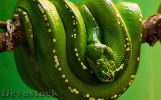 Devostock Rare beautiful green snake  (6)