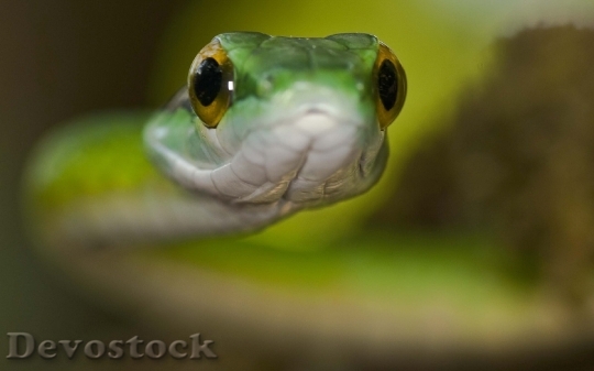 Devostock Rare beautiful green snake  (7)