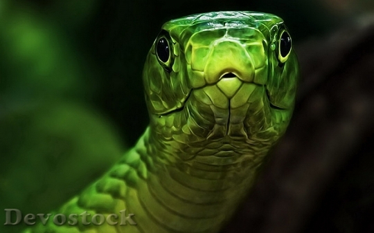 Devostock Rare beautiful green snake  (8)